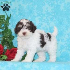 Perry, Maltipoo Puppy